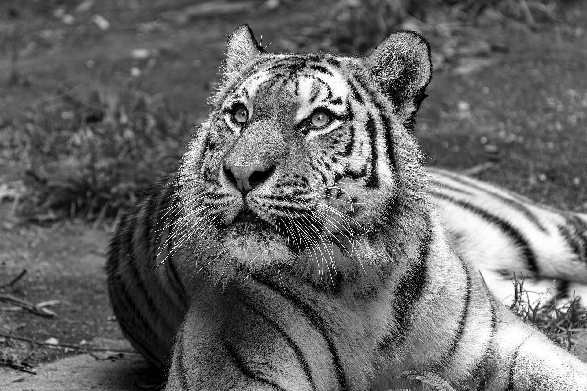 Knapp eine Stunde, und schon legt sich der Tiger in Pose und gibt den Nachdenklichen. Man sollte sich auf die Tiere einlassen und sie lange beobachten – dann kommen die besonderen Posen ganz von allein.